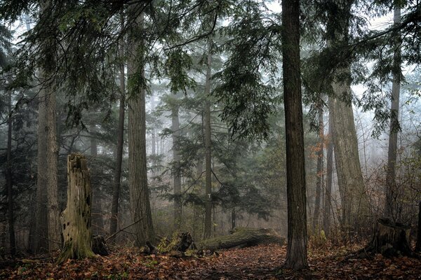 Nebel umhüllte den Herbstwald