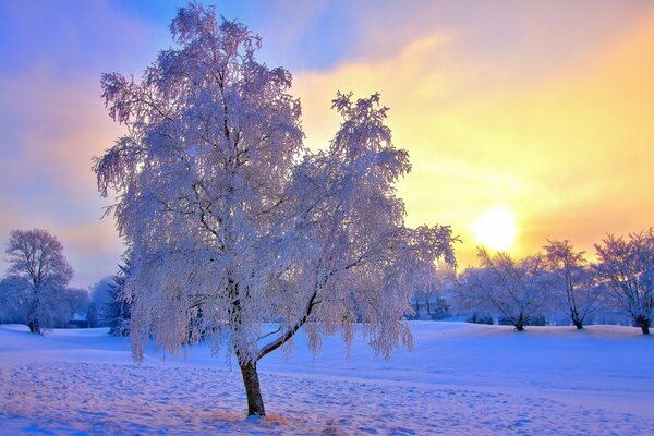 Frosty air sleeping trees