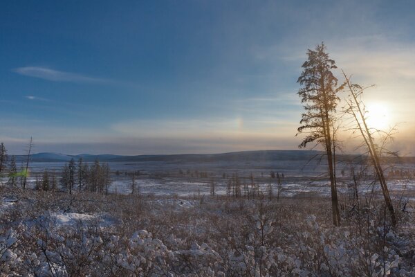 Seltener Winterwald im Winter bei Sonnenaufgang