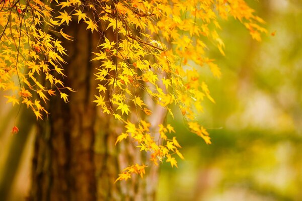 Beautiful autumn leaves on a tree background