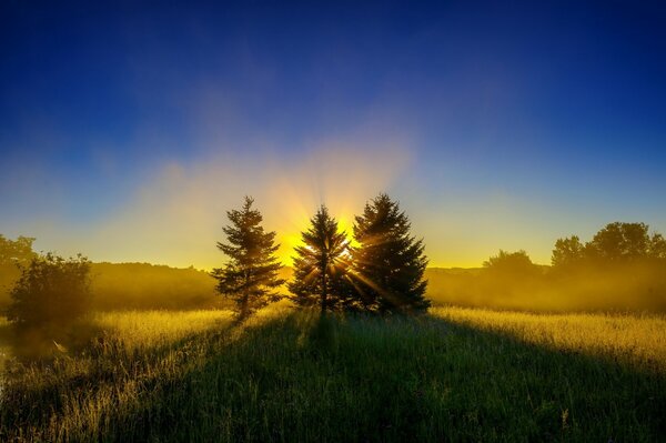 Sunrise. The rays break through the trees