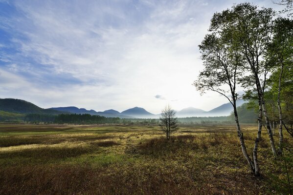 The birches in the valley are very far away