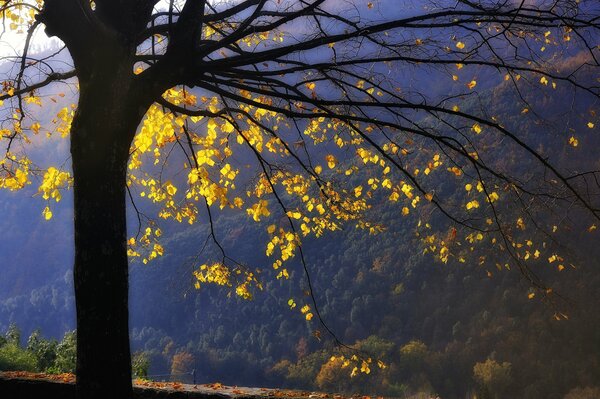 An autumn tree stands alone in the mountains