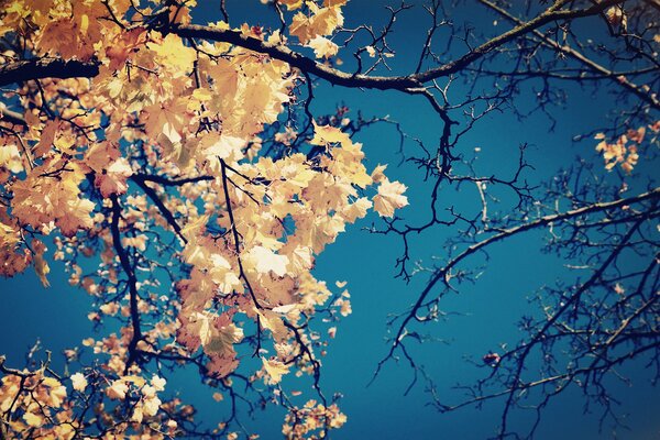 Hojas amarillas en la corona de un árbol contra el cielo