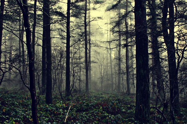 Árboles oscuros en la niebla de la mañana