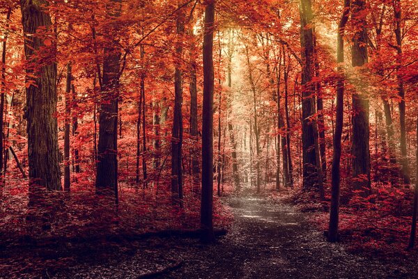 Bosque denso de otoño brillante