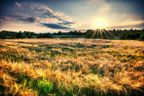 Campo en los rayos del sol