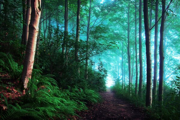 Englischer Wald im grünen Nebel