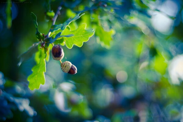 Young acorns on an oak branch