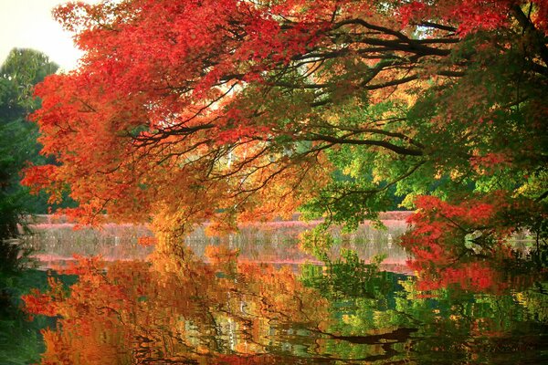 Reflection of the gold of autumn leaves