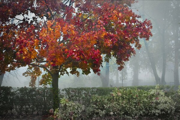 Mattina nebbiosa nel vecchio parco