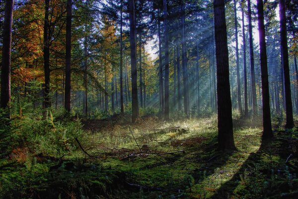 Mañana en el bosque de pinos