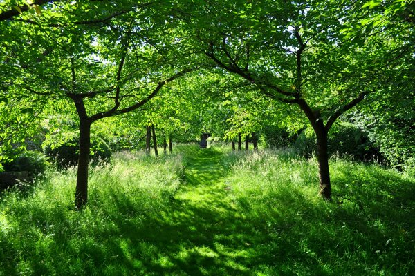 Summer path in the green forest