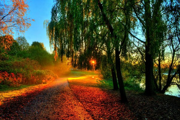 Weide Sonnenuntergang und Spaziergang im Park