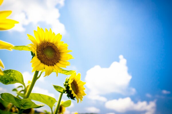 Gelbe Sonnenblumen auf einem blauen Himmelshintergrund