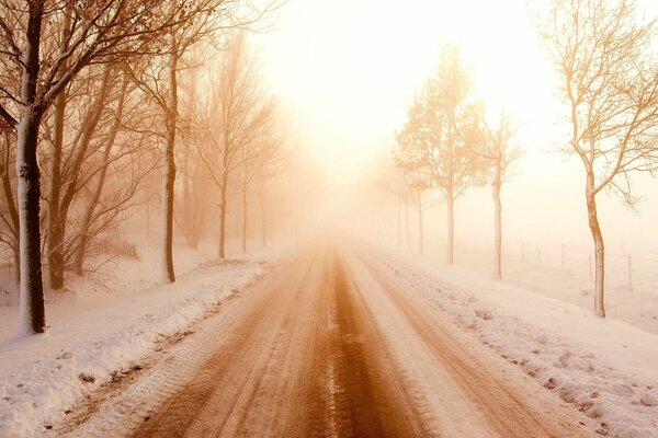 Bare trees along a snowy road