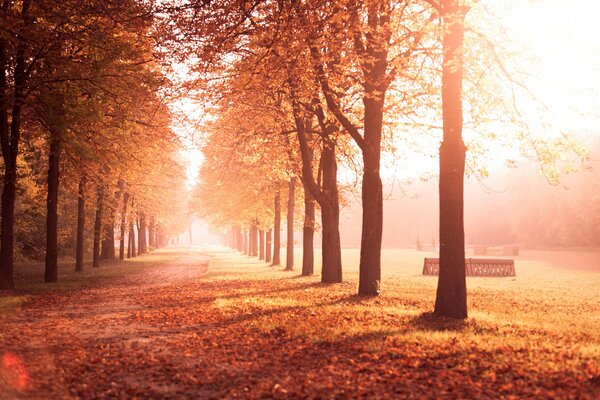 Vicolo degli alberi autunnali gialli nel parco