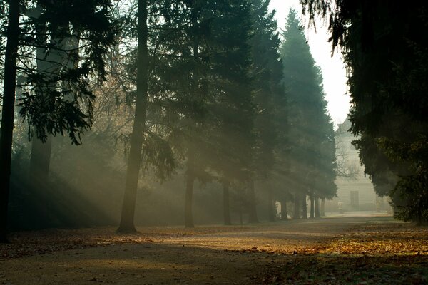 Maravilloso bosque, hermosa naturaleza