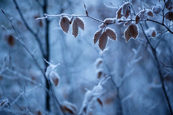 Forest in the cold. Frost on the leaves