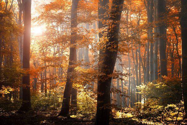 Die Sonnenstrahlen sind im Herbstwald verloren gegangen