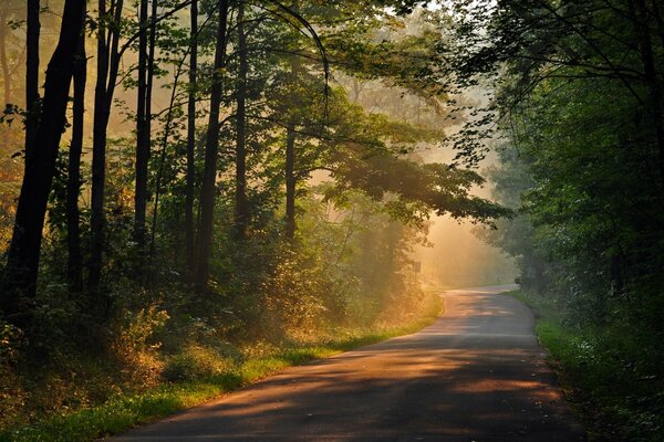 Route dans la forêt brumeuse