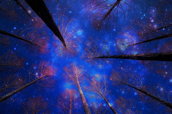 Ciel nocturne dans la forêt