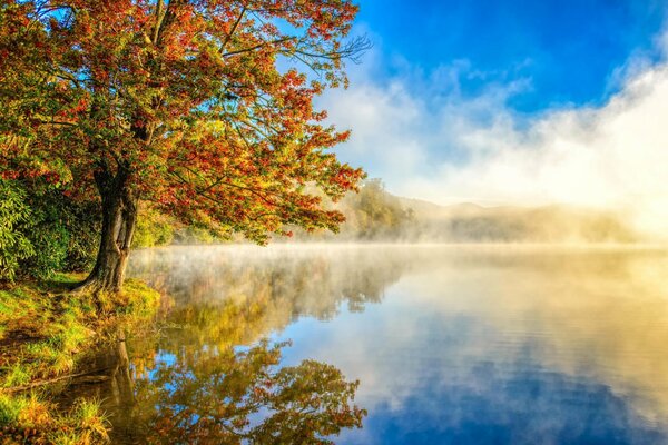 Bild eines Herbstwaldes mit See und Nebel