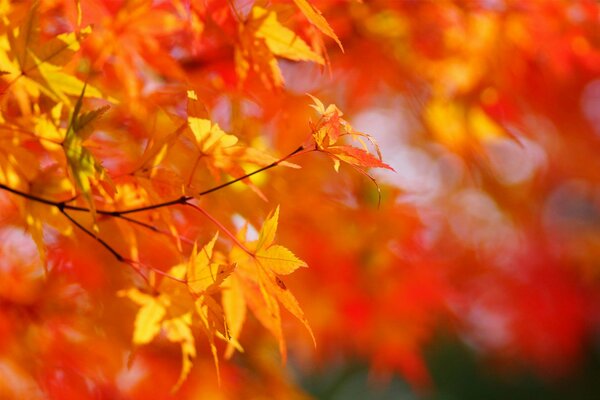 Herbst Ahornblätter auf rotem Hintergrund