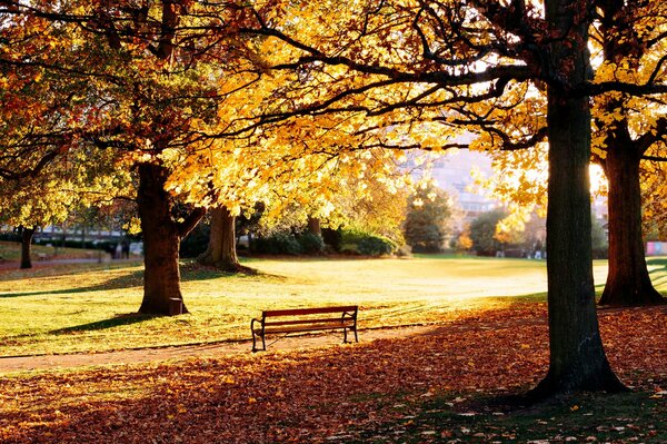 Parc d automne avec des feuilles mortes jaunes et un banc debout seul