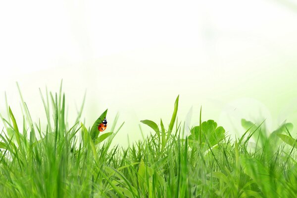 Coccinelle dans l herbe verte