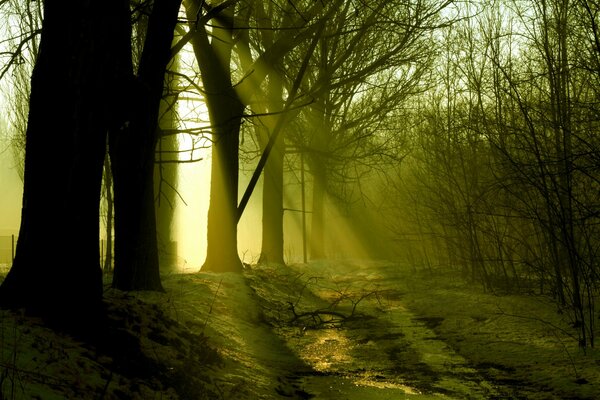 Les rayons du soleil dans la forêt sombre