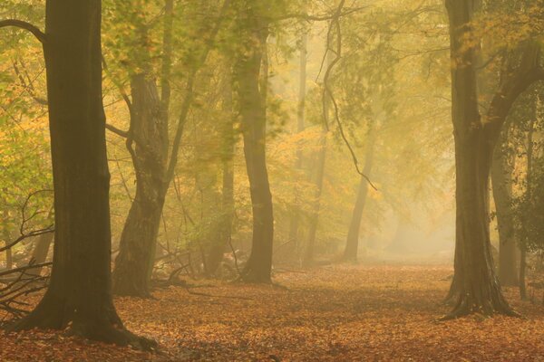 Otoño en el bosque con niebla espesa