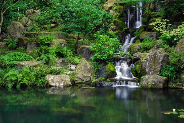 Waterfall in the Japanese garden. Water lilies