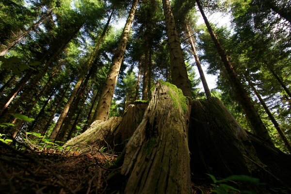 Possenti alberi su uno sfondo di cielo blu