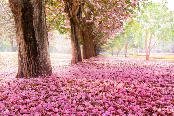 Park. Park. Kirschblüten