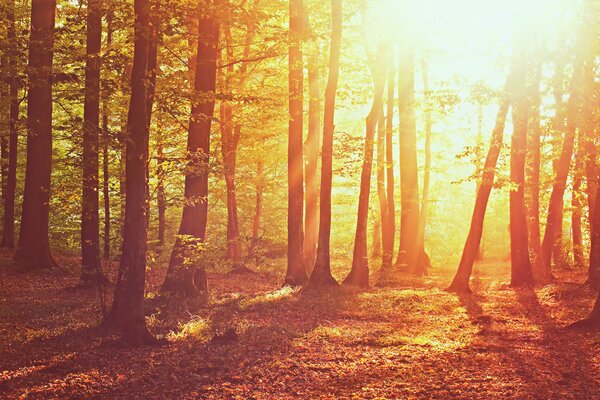 Bosque bañado por la luz del sol