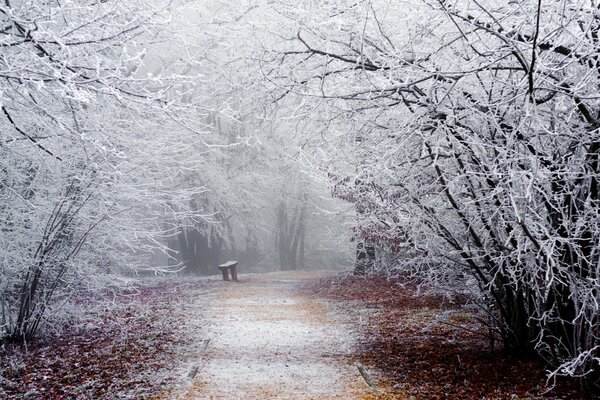 Neve in inverno su panchine e alberi