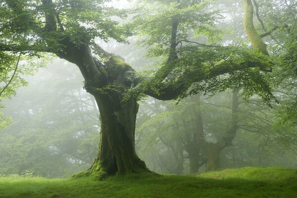 Dicker Baum im nebligen Wald