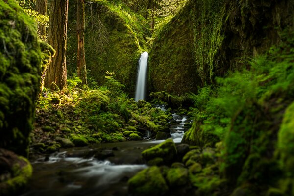 Landschaft mit Wasserfall und Waldfluss