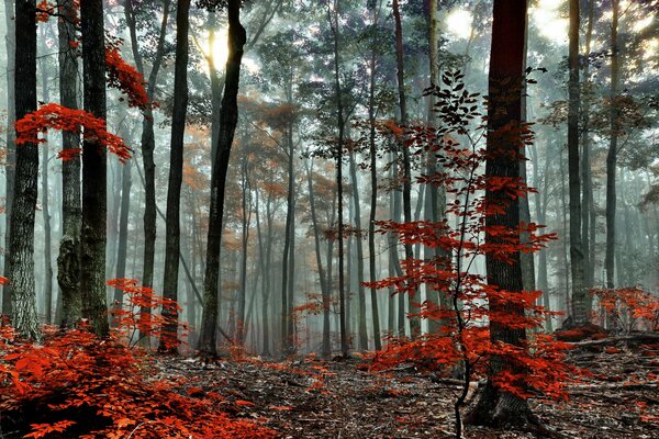 Herbstwald im Nebel am Morgen