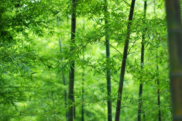 Feuilles et troncs de bambou closeup