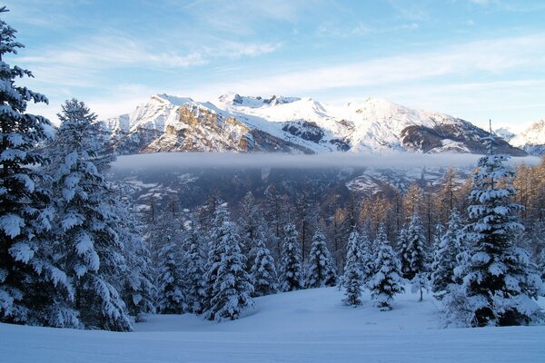 Sapins et montagnes sous la neige