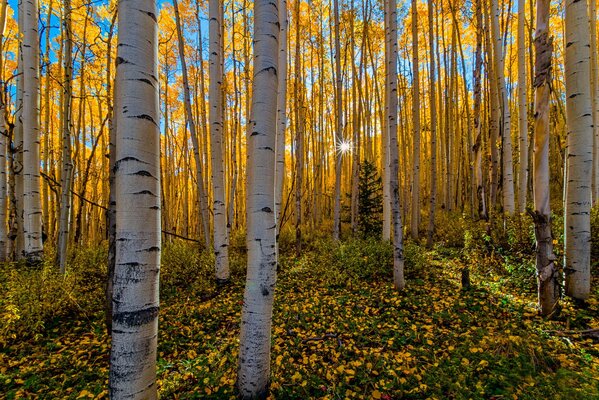 Bosque soleado de otoño con abedules