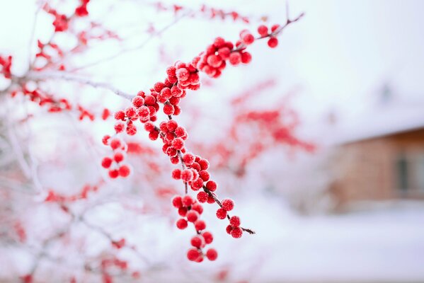 Frost on red berries in the winter afternoon