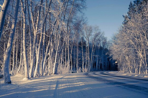 Paisaje de bosque de invierno fuera de la carretera