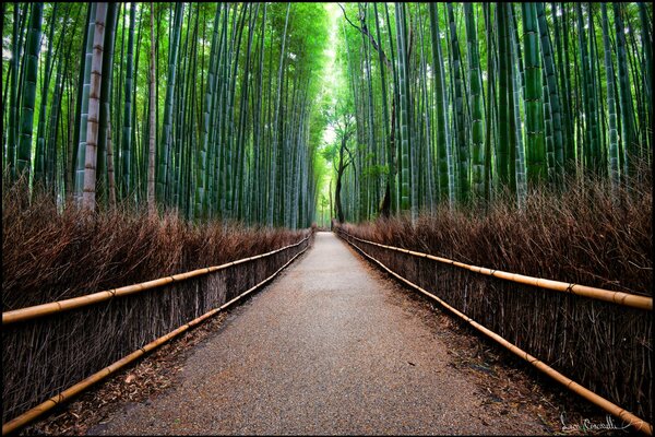 A road among a bamboo forest, a wall