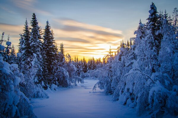 Matin dans la forêt d hiver