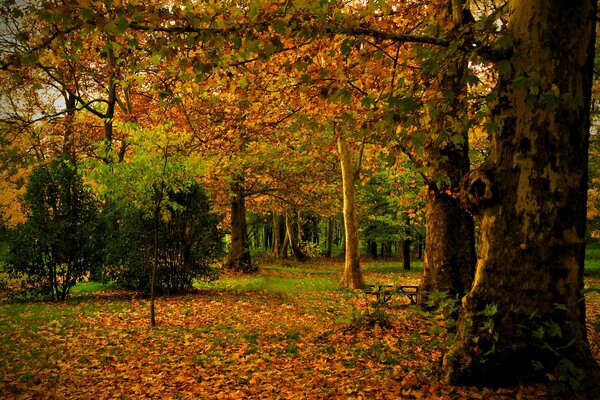 Herbstlaub auf Bäumen im Park