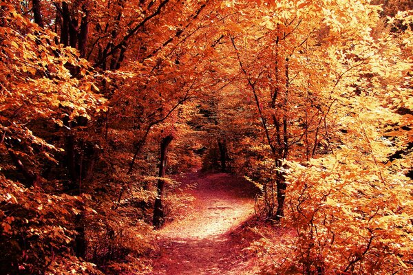 Nature. Sentier forestier parmi les arbres