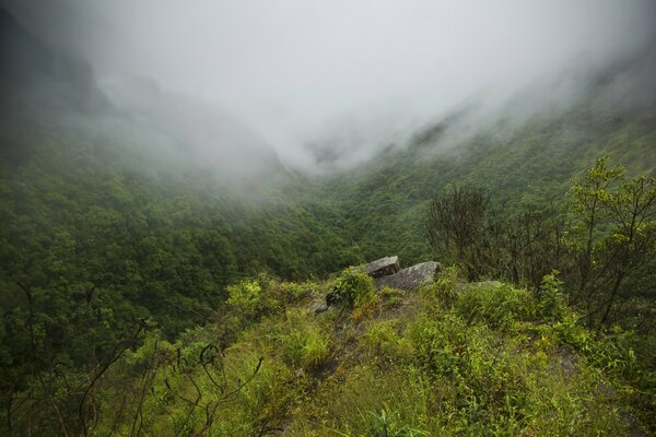 Brouillard dans la forêt et dans les montagnes